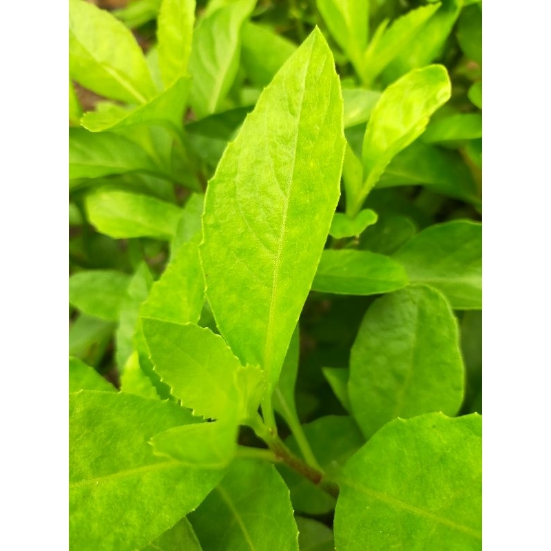 

Daun Sambung Nyawa 100 Gram