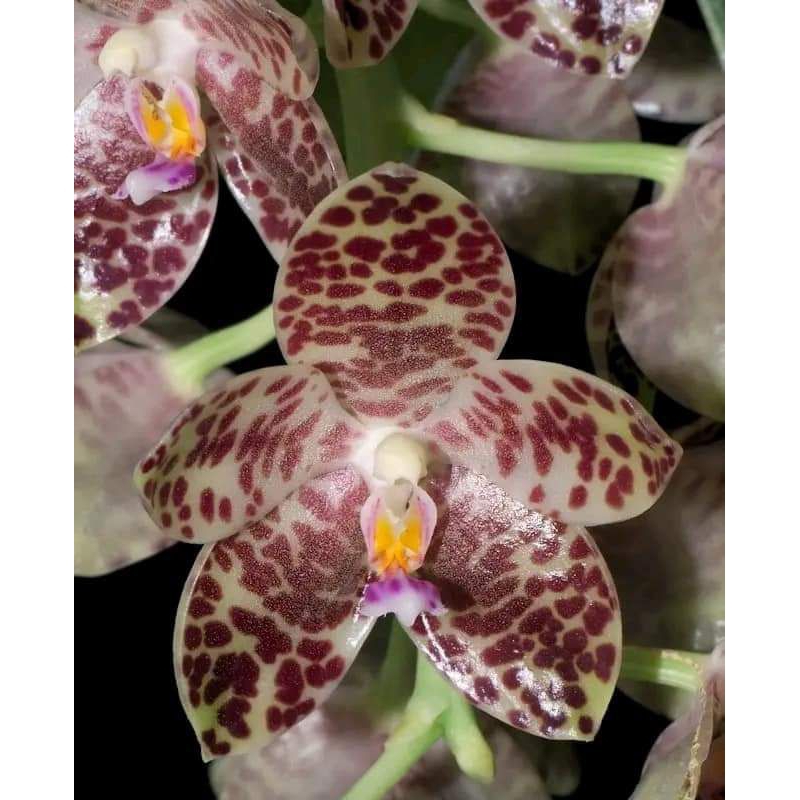 Phalaenopsis gigantea