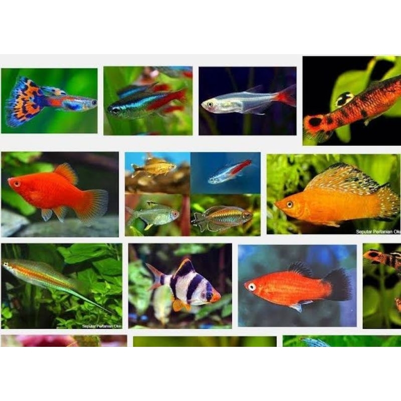mainan ikan hias aquarium