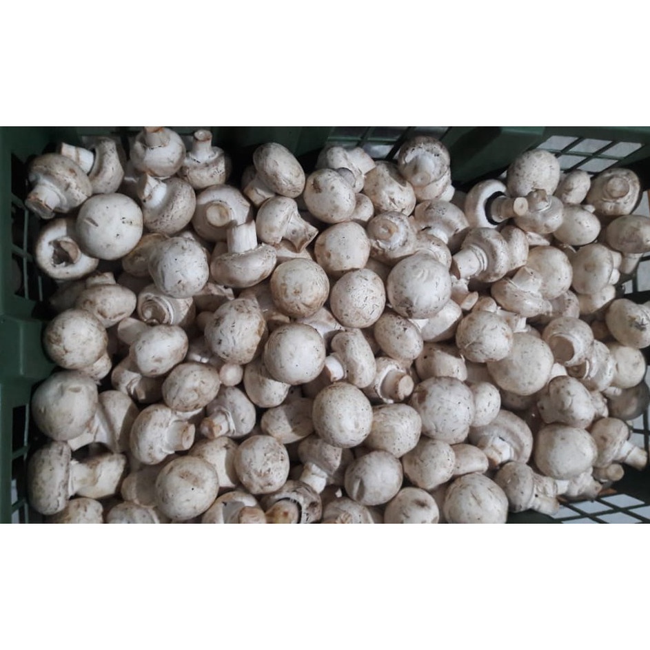 

Langsung Checkout Jamur Champignonjamur kancing Grade C 1 Kg