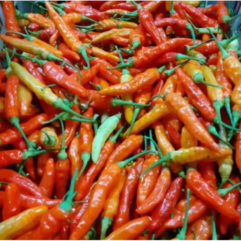 

cengek setan fress 20 biji