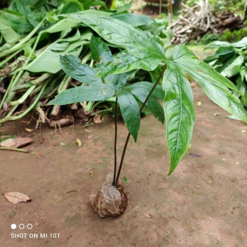 Bibit tanaman Gadung tikus / Tacca palmata blume