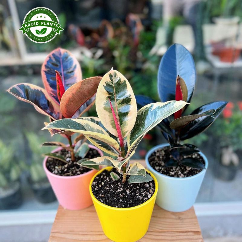 Paket Hemat 3 Jenis Tanaman Hias Ficus - Ficus Elastica Ruby - Ficus Elastica Tineke - Ficus Elastic