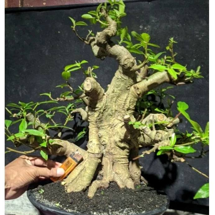 Bahan bonsai ficus loa bonggol besar /  Ficus racemosa program cakep realpic