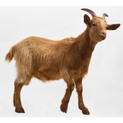 RK Pupuk Kandang Kambing Fermentasi - Kohe 5Kg