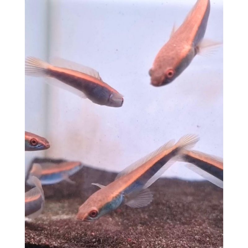 Red Barito 4-5cm grade A kualitas super