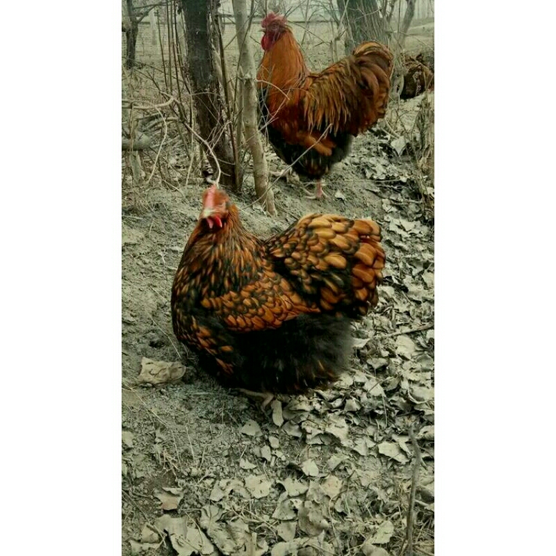 

telur fertil ayam orpington untuk di tetaskan