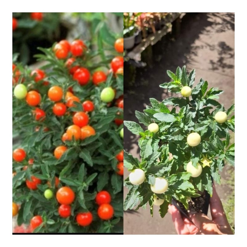 Tanaman hias tomat krismil/ tomat hias berbuah