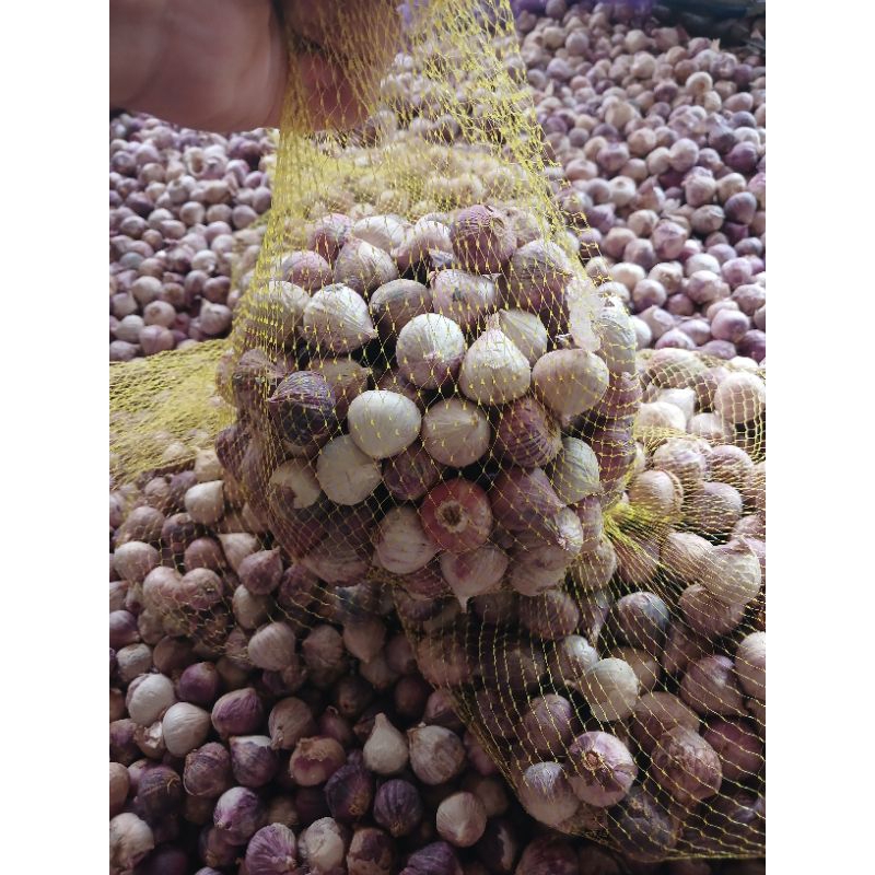 

Bawang putih tunggal fresh 1kg / BESAR