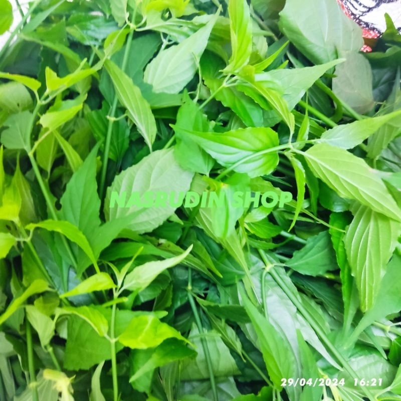 

DAUN BELALAI GAJAH SEGAR PETIK LANGSUNG / CLINACANTHUS NUTANS / DAUN KI TAJAM / DAUN DANDANG GENDIS / DAUN GANDIS / OBAT HERBAL DISENTRI DAN DIABETES / DAUN KALINGSIR / DAUN KELINGSIR