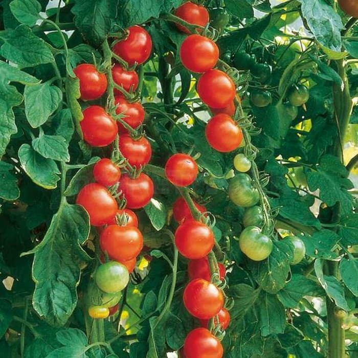 25 Benih Tomat Cherry Red Cerry Bulat Cery Merah Bibit Tanaman Hias Sayuran