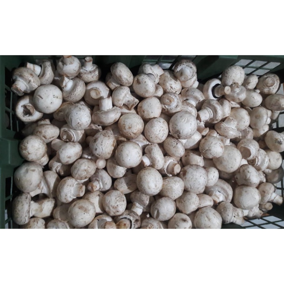 

Harga Miring Jamur Champignonjamur kancing Grade C 1 Kg