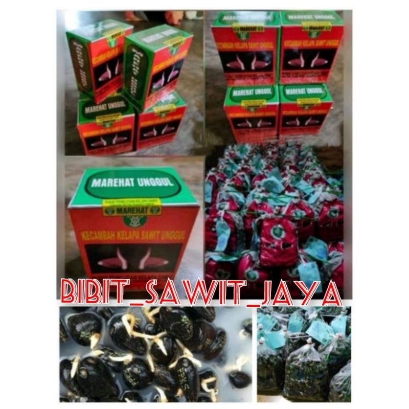 BENIH SAWIT UNGGUL DXP MAREHAT DUMPY