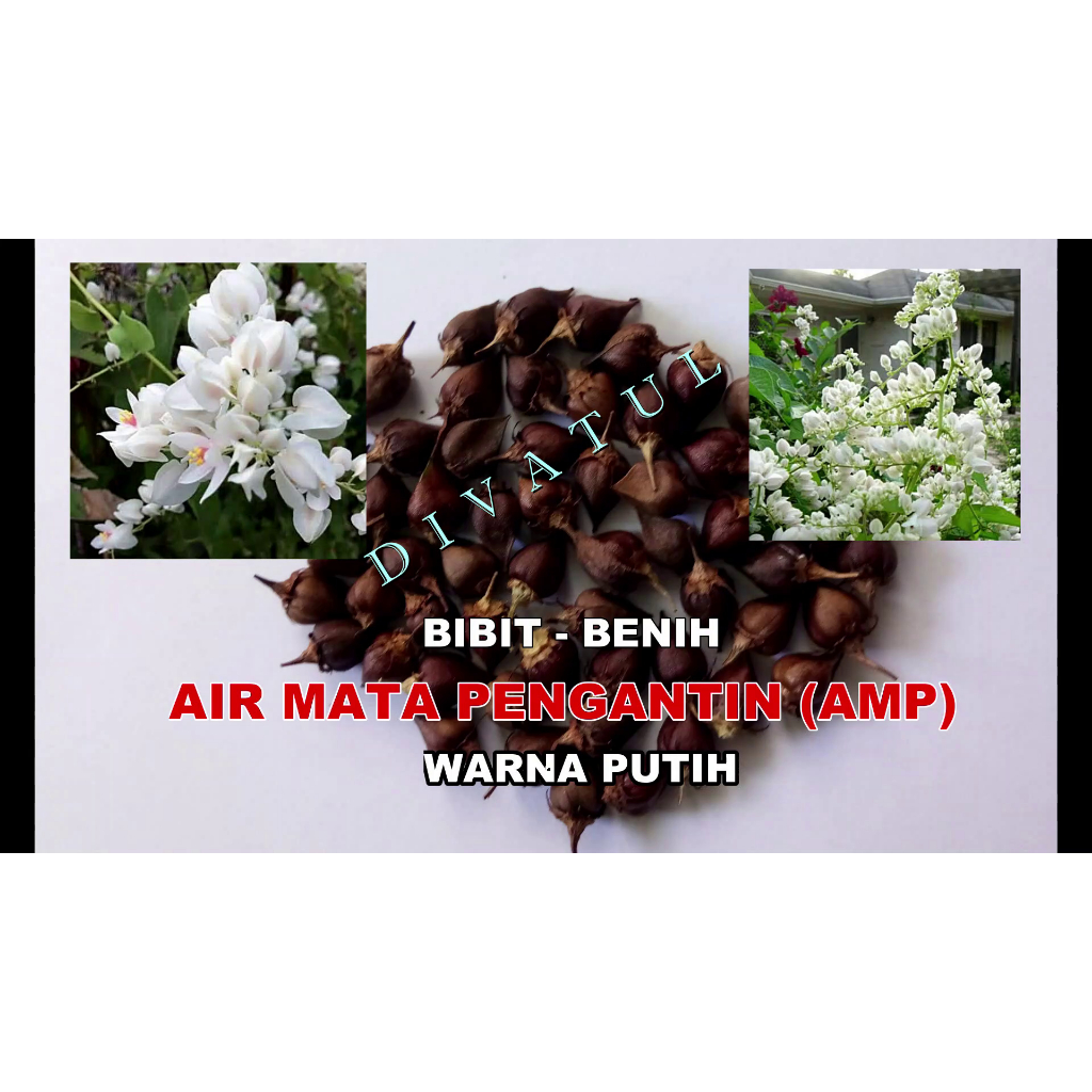 50 Biji Benih Bibit Bunga air mata pengantin (AMP) warna putih, Bibit baru dan Segar