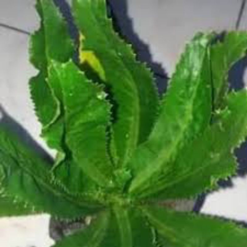 

walang sangit segar mantap untuk lalaban pres 1kg