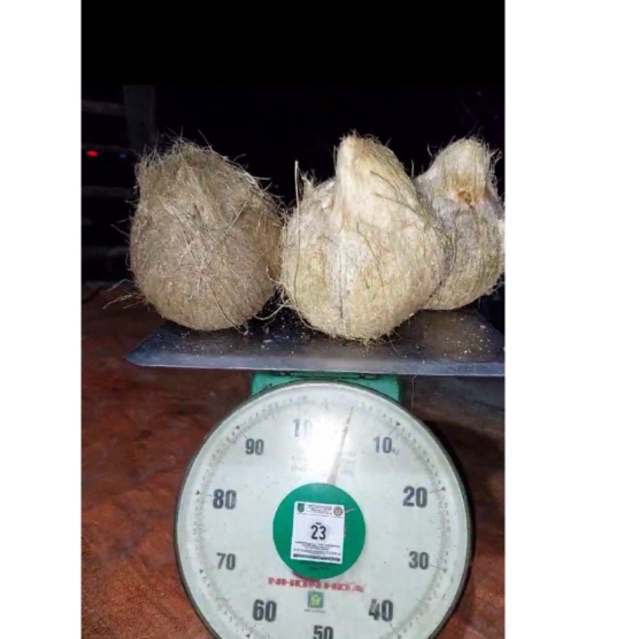 

kelapa