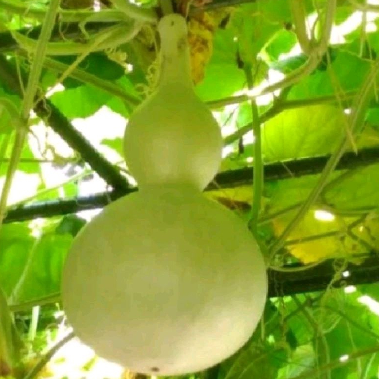 4 Butir bibit benih biji labu Botol labu angka 8 labu air labu kendi