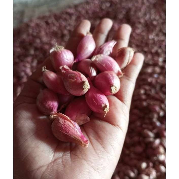 

BAWANG MERAH / ukuran Kecil / berat 1 kg