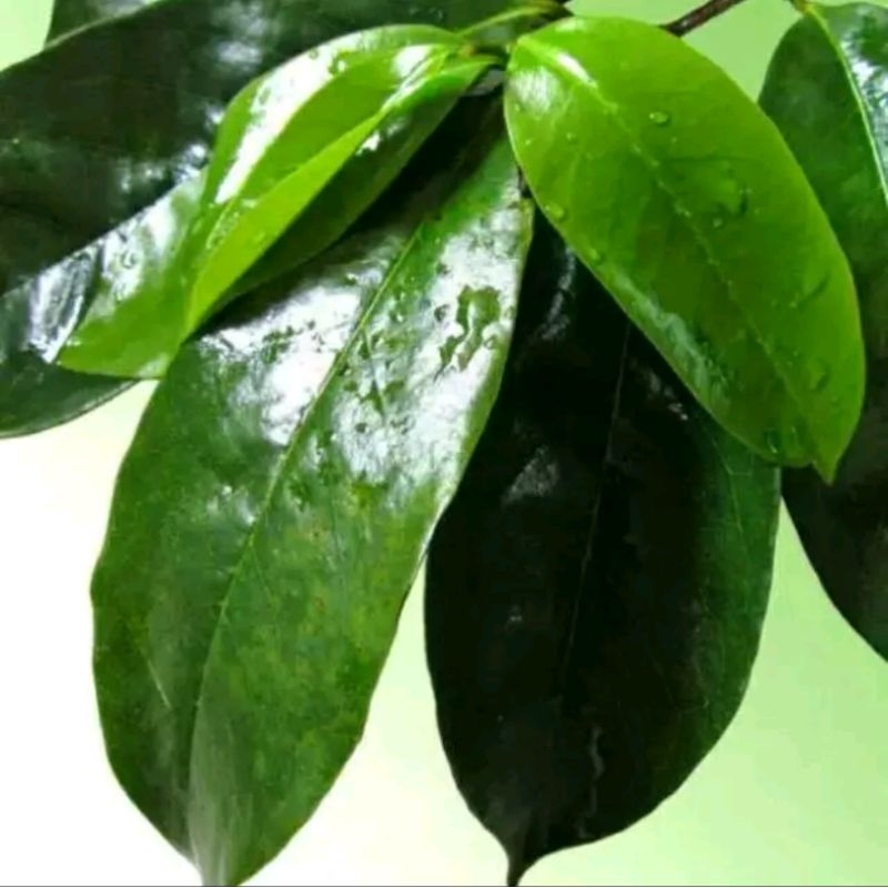 

Daun sirsak segar 100lembar herbal alami