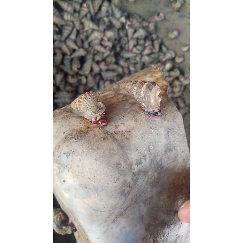 

Keong Siput Nenek Singkawang 1 Kg Fresh