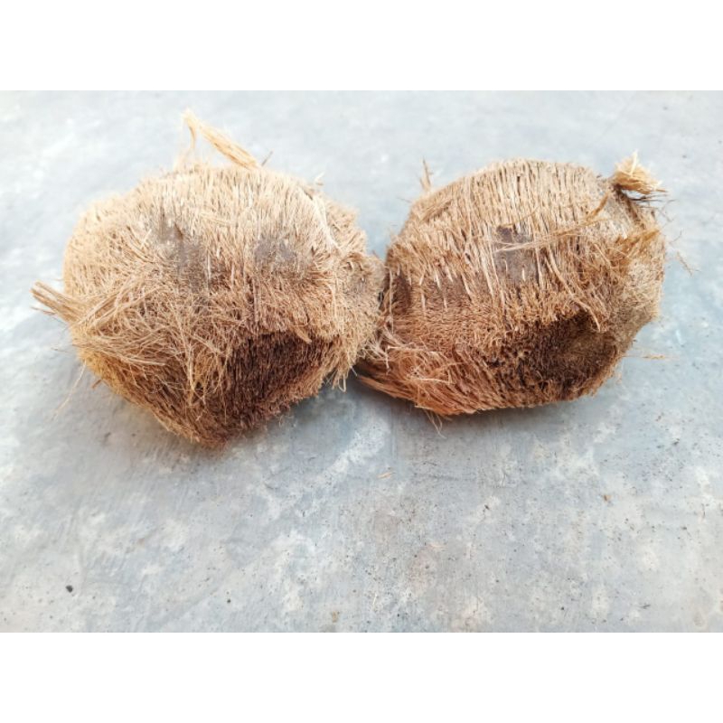 Bibit Pohon Lontar Sepasang Jantan Dan Betina(Penghasil Buah Lontar,Toak Dan Legen,bisa tumbuh di se