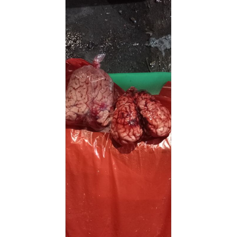 

otak sapi/picis