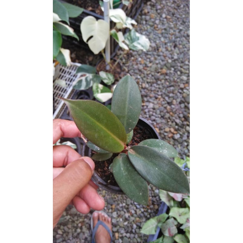 Philodendron Black Cardinal