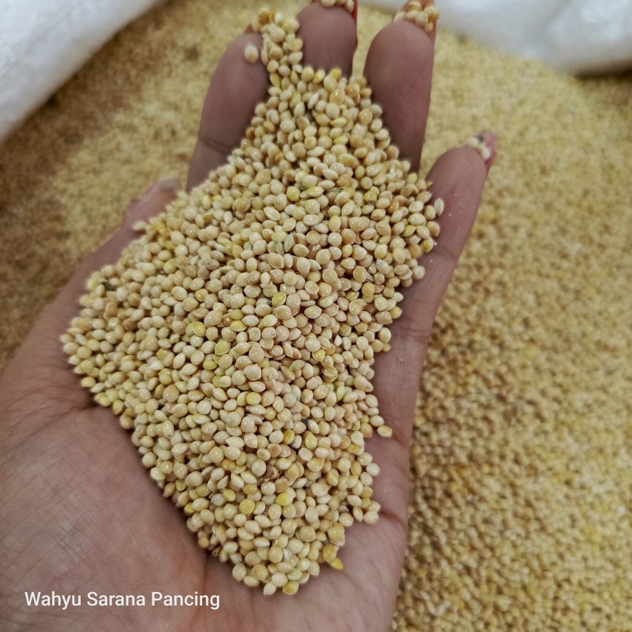 PAKAN BURUNG MILET PUTIH JEWAWUT PUTIH SUPER 1KG PAKAN LOVEBIRD