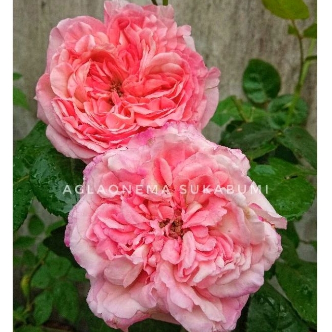 mawar ownroot Aube (soft pink + wangi strong)