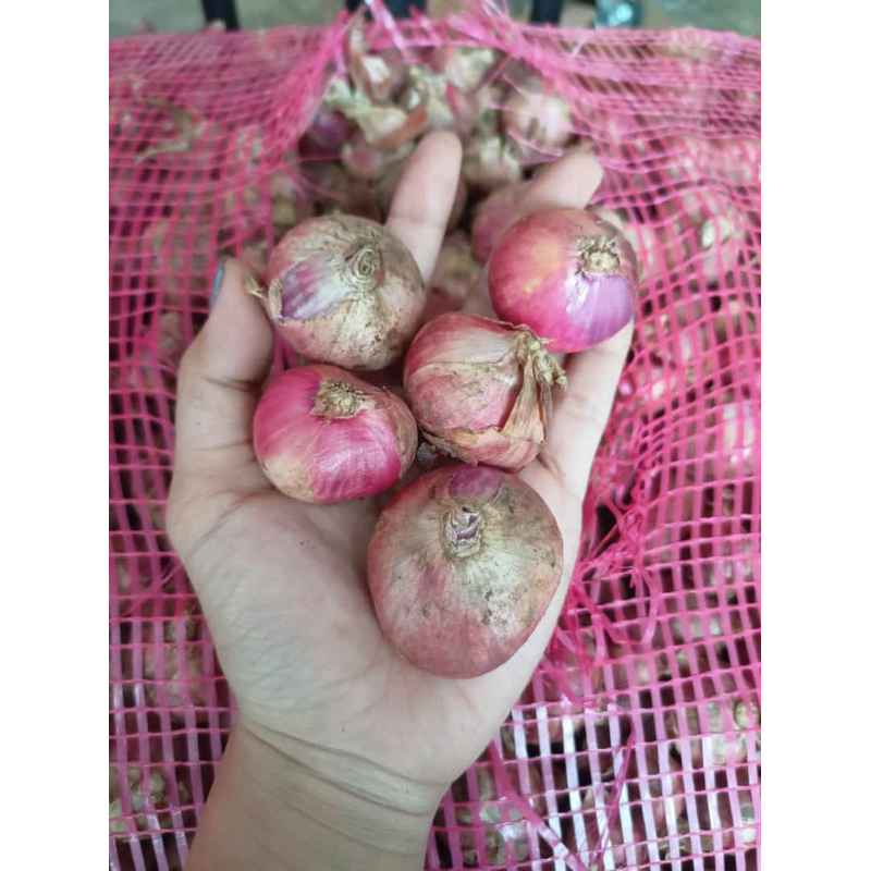 

bawang merah