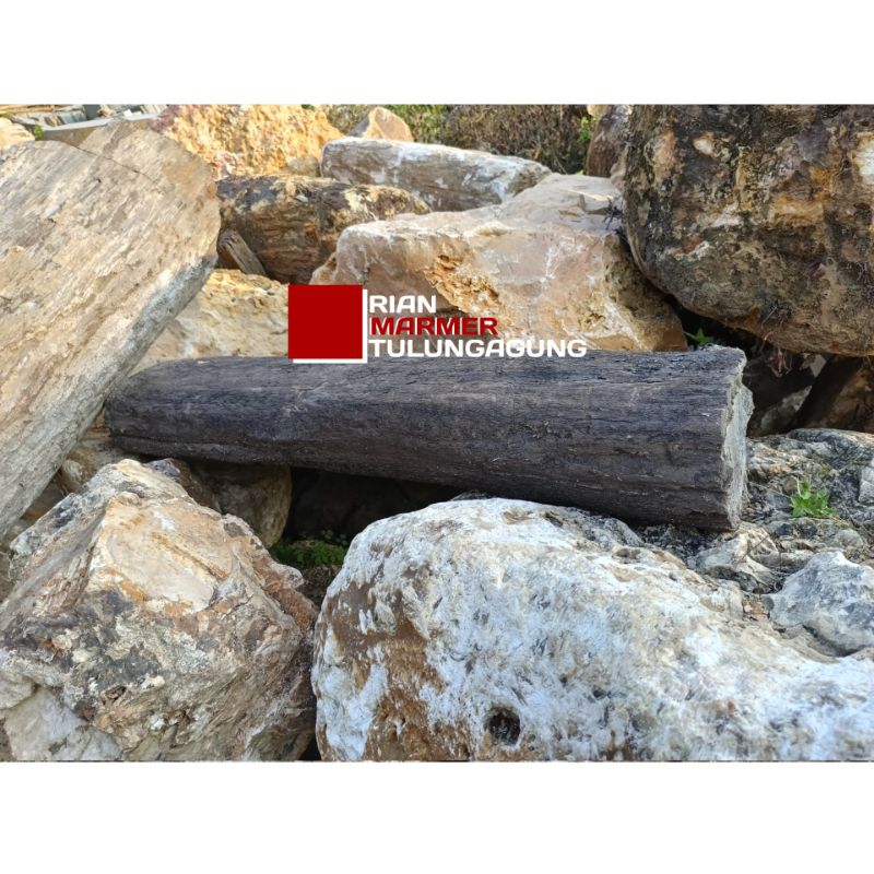 Fosil Batang Pohon Kayu Hitam utuh Panjang Natural