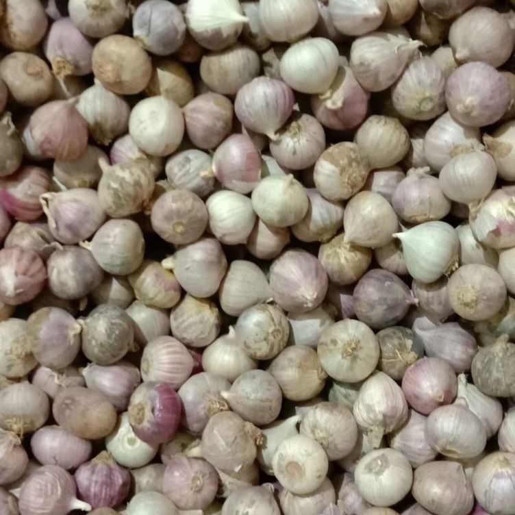 

Official Shop Bawang putih tunggal kecil 1kg impor murah