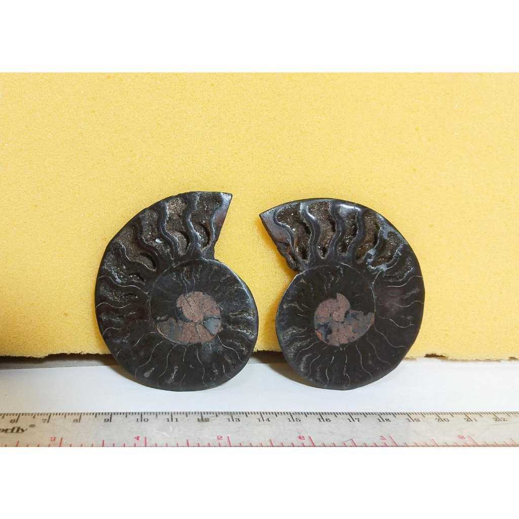 Batu Fossil Keong Black_Ammonite Sepasang Natural (3)