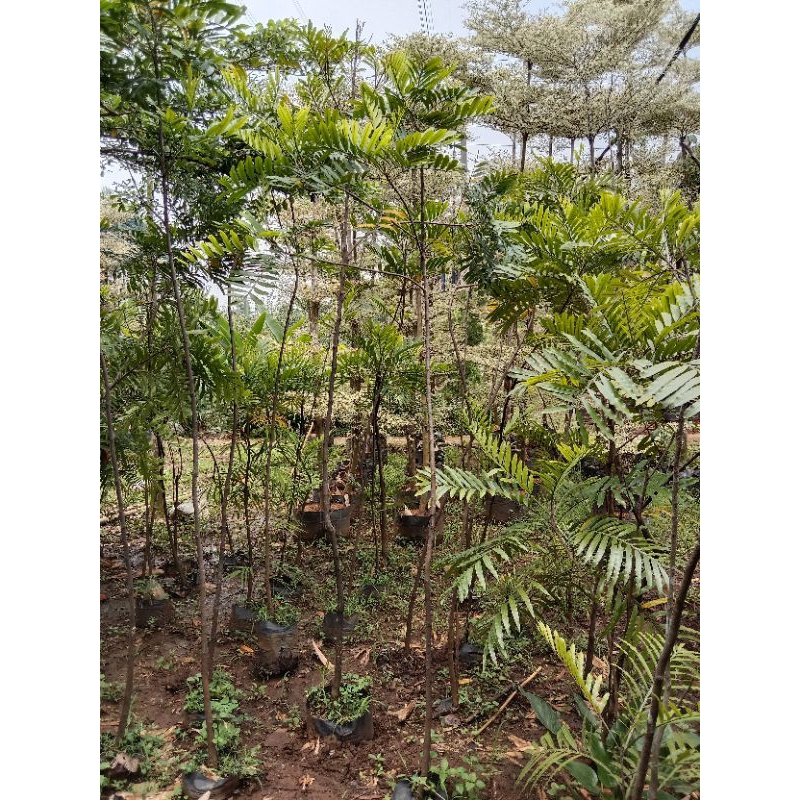 paket pohon kiara payung 3 pcs