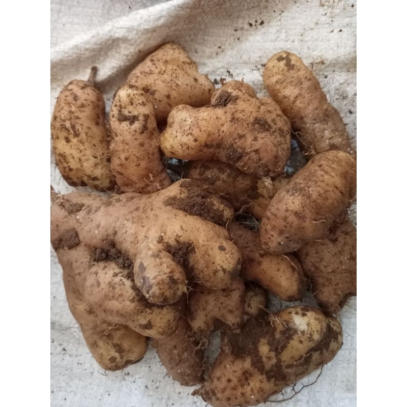 Gembili Jahe | 1kg