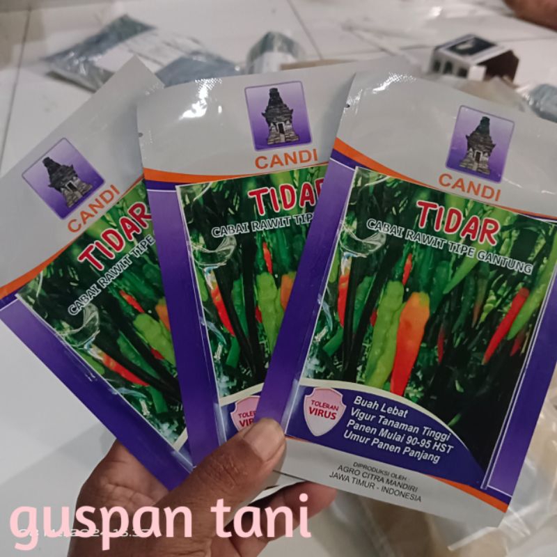 TIDAR cabai rawit tipe gantung