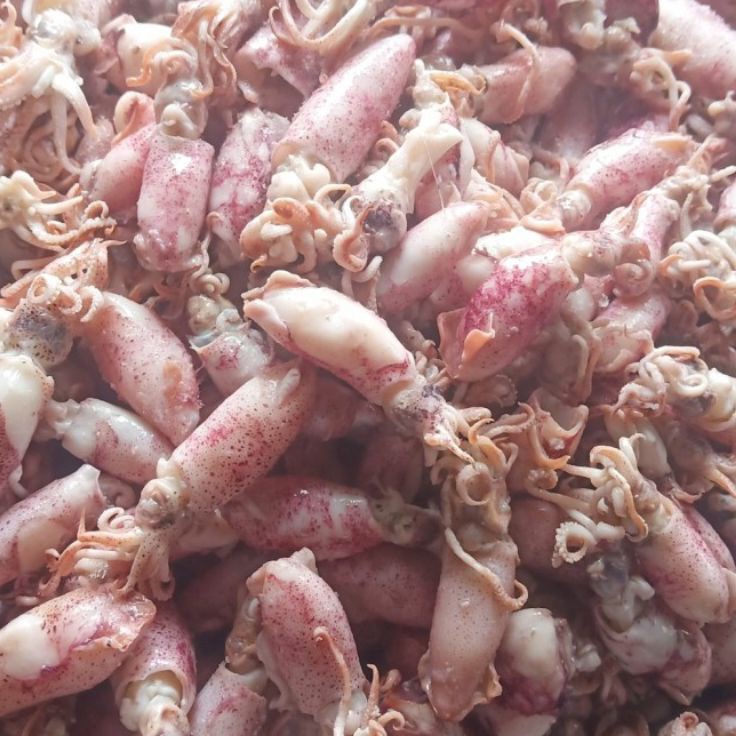 

Laku keraz Ikan asin cumi Beby 5gr 1sampai 4cmcumi asin baby rebusbasacumi asin baby
