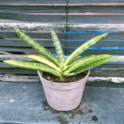 Tanaman Sanse Boncel Variegata