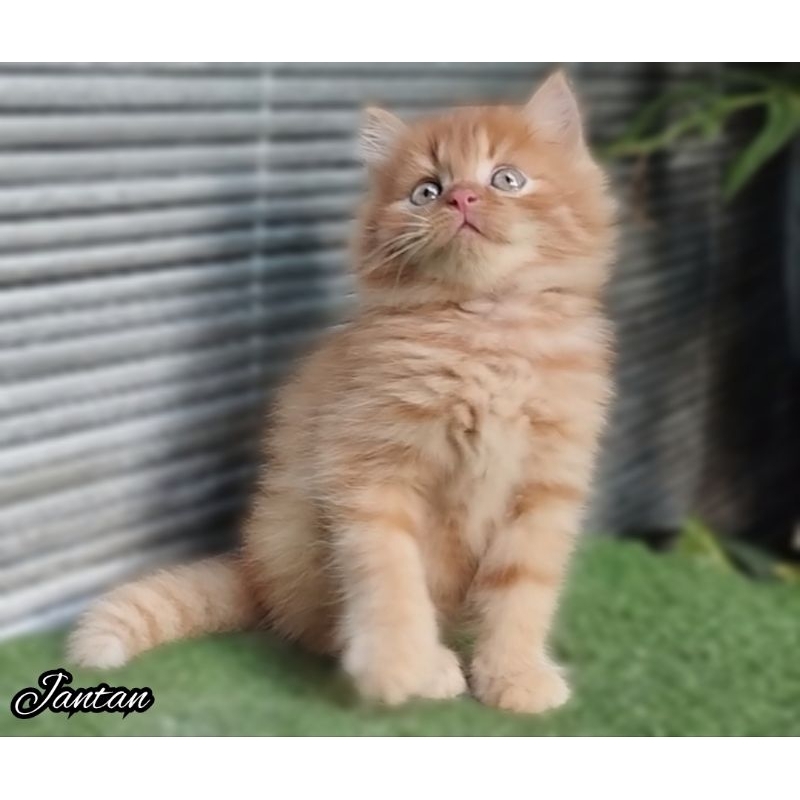 Anak kucing anggora/kitten Persia flatnose/kitten Persia medium/kucing Persia jantan