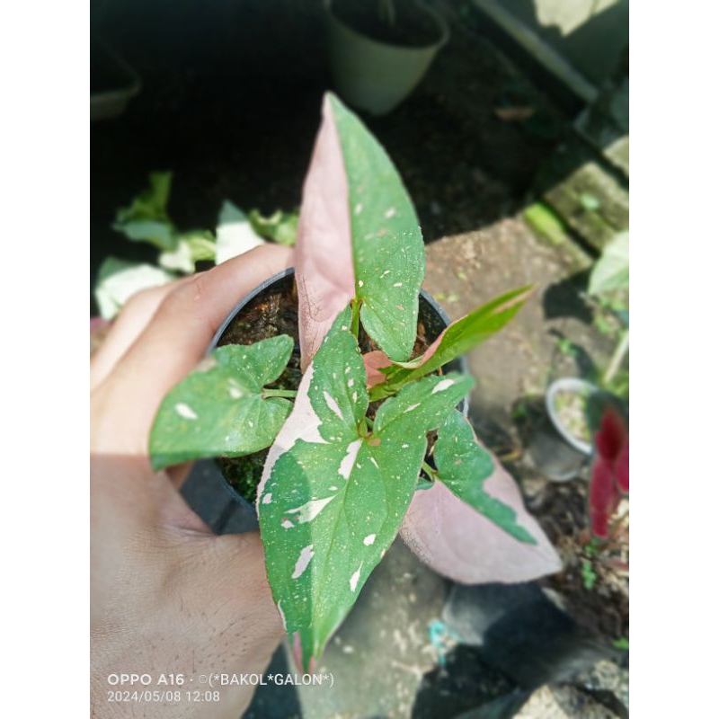 singonium red spot tricolor