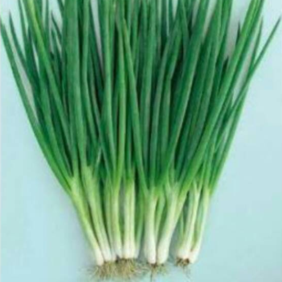 

SSM - Bawang Daun 1 kg Segar Petik Dikebun Bawang Perai Prei Fresh