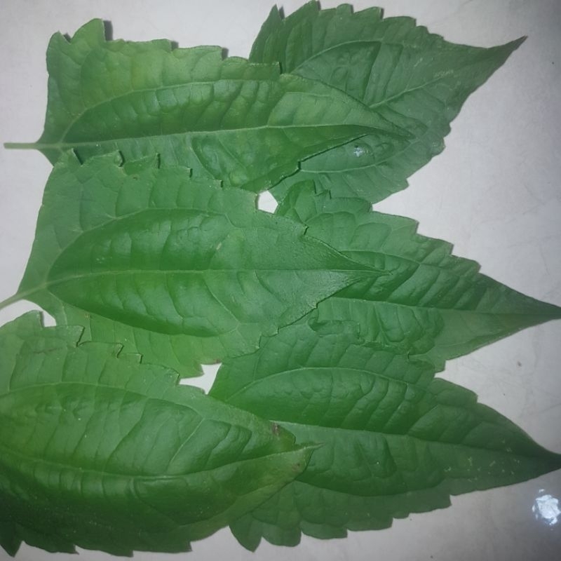 

Daun Balakacida / kirinyuh / komba-komba