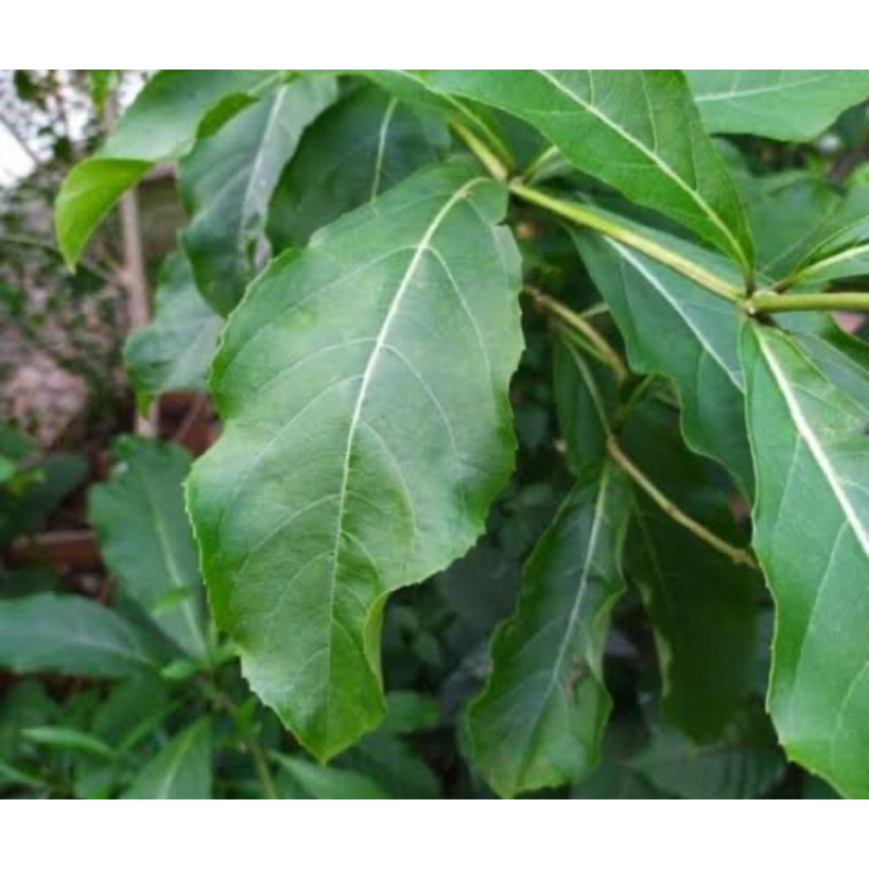 

Daun srigunggu daun senggugu segar petik langsung 50 lembar-az