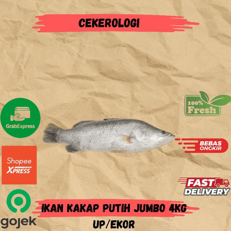

Ikan Kakap Putih Jumbo 4kg Up / Ikan Kakap Putih Jumbo / Ikan Kakap Putih Fresh Berkualitas / JABODETABEK / Ikan Segar / Ikan