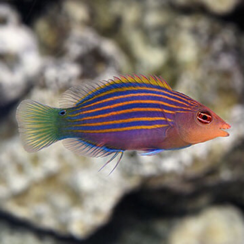 

Ikan keling liris