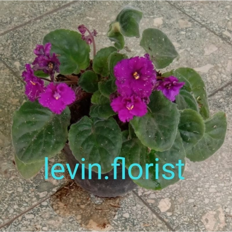 Begonia violces ungu keriting / bibit tanaman hias bunga