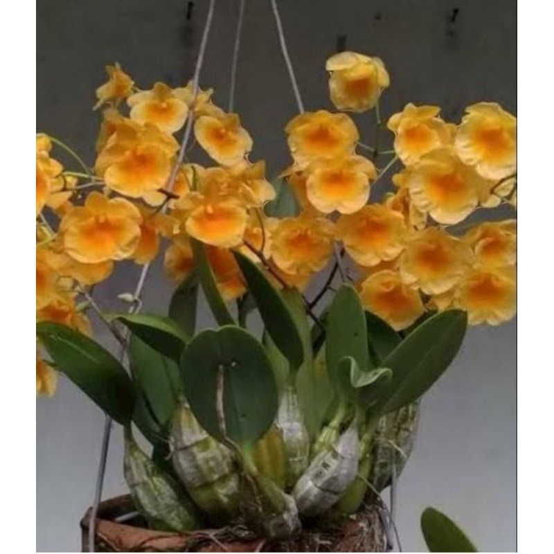 Dendrobium Agregatum