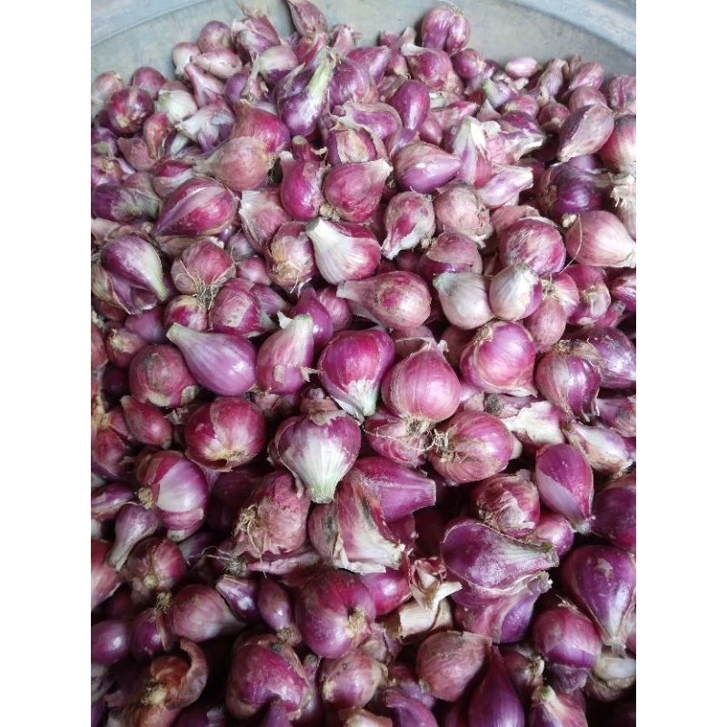 

Bawang Merah asli dari Brebes, 500gr, 1kg.