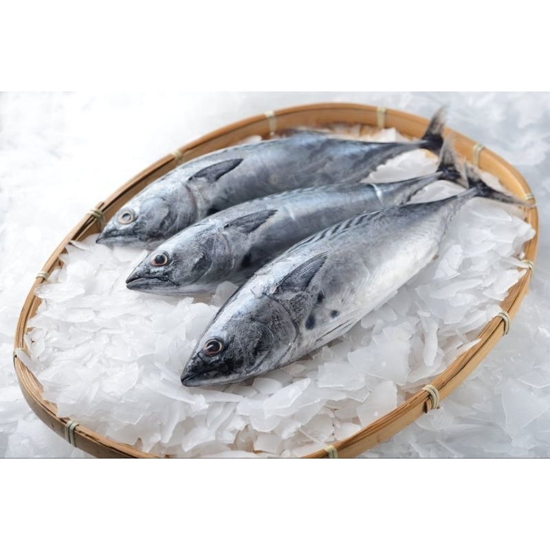 

ikan tongkol