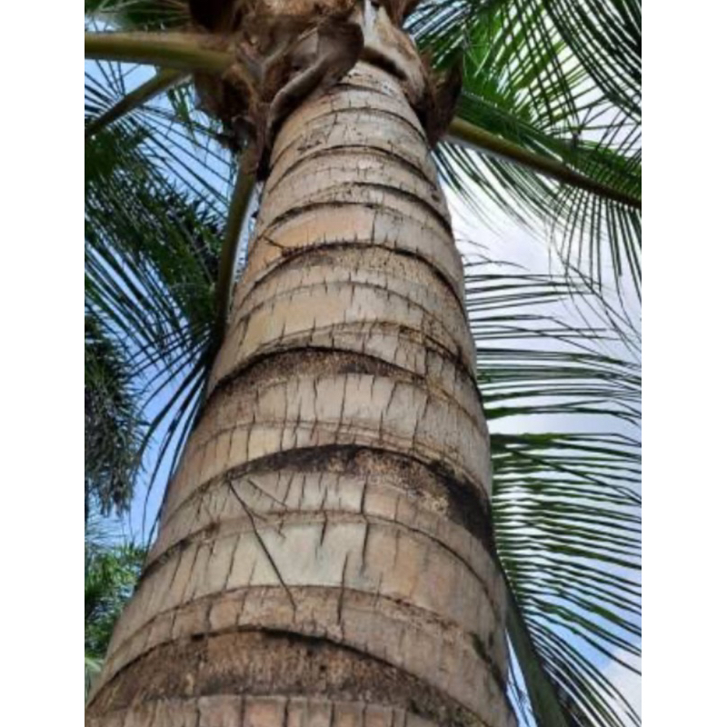 

Kulit pohon kelapa segar 500 gram-az